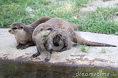 Oriental small-clawed otter Stock Photo