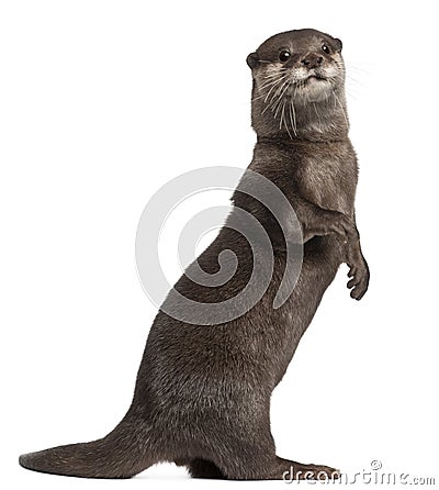 Oriental small-clawed otter, Amblonyx Cinereus Stock Photo