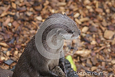 Oriental Small-clawed Otter - Aonyx Cinerea Stock Photo