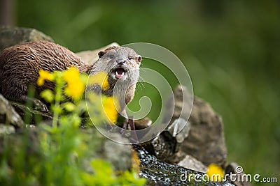An oriental small-clawed otter / Aonyx cinerea / Stock Photo