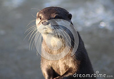 Oriental small-clawed otter close Stock Photo