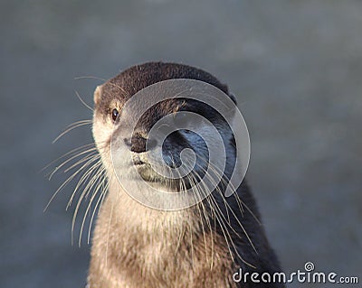 Oriental small-clawed otter close Stock Photo