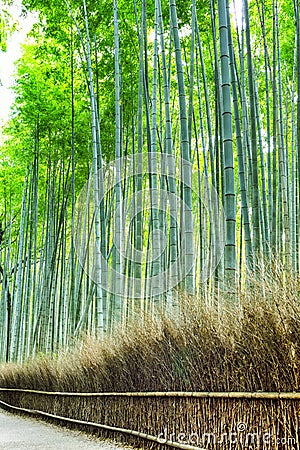 Oriental Tourist Travel Destinations. Sagano Green Bamboo Forest in Japan Stock Photo