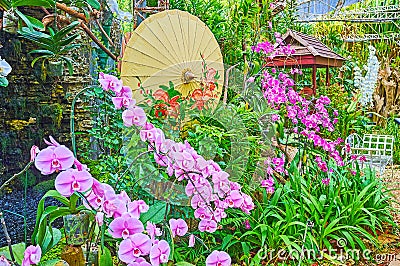 The Oriental umbrella among the orchids, Rajapruek park, Chiang Mai, Thailand Stock Photo