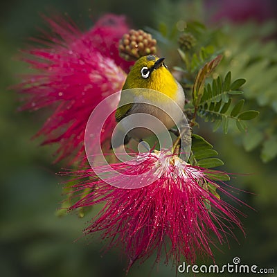 Oriental white-eye bird in red powder buff flowers Stock Photo