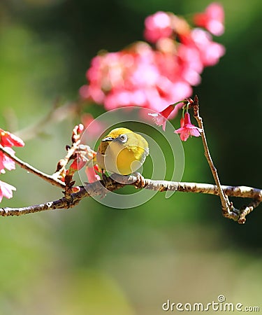 Oriental White-eye and flower Stock Photo