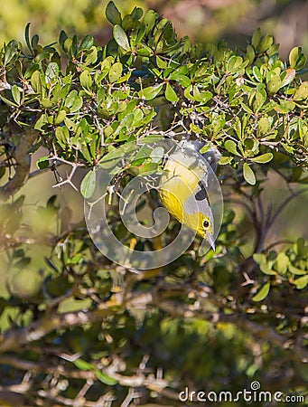 Oriente Warbler upside down Stock Photo