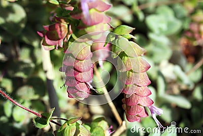 Origanum Dictamnus, Dittany of Crete Herb Stock Photo