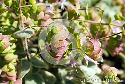 Origanum Dictamnus, Dittany of Crete Herb Stock Photo