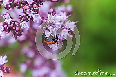 Origanum vulgare L., Oregano, wild marjoram, sweet marjoram purple flowers on a green background. Ladybug on oregano flower Stock Photo