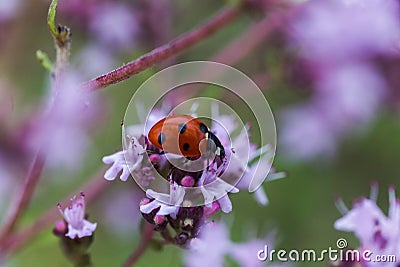 Origanum vulgare L., Oregano, wild marjoram, sweet marjoram purple flowers on a green background. Ladybug on oregano flower Stock Photo