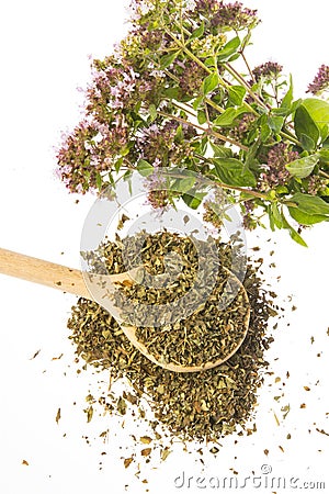 Origanum vulgare oregano herb - spice Stock Photo