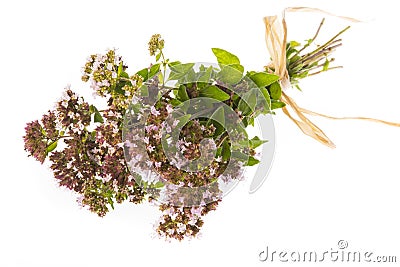 Origanum vulgare oregano herb - spice Stock Photo