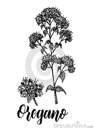 Origanum vulgare, Oregano vector hand drawn sketch Stock Photo