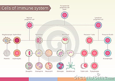 Origin of Cells of immune system. Vector Illustration