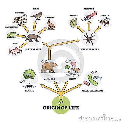 Origin of life and wildlife evolution from beginning species outline diagram Vector Illustration