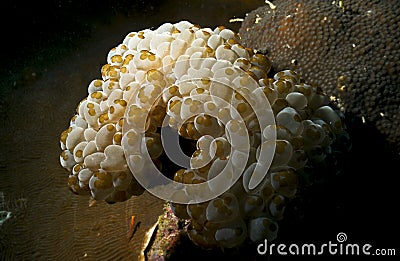 Original ascidians underwater in Asdu Stock Photo