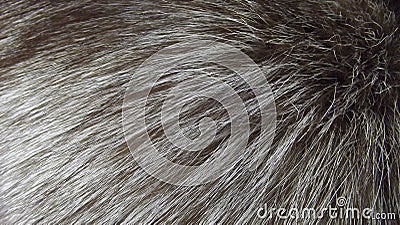 Beautiful fur background. Stock Photo