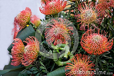 Original bouquet of flowers Leucospermum cordifolium Stock Photo