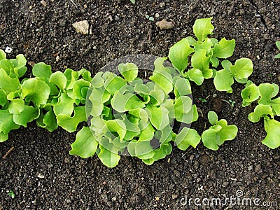 A plantation of young green lettuce against the background of a garden bed in the garden .Butterhead Lettuce salad plantation, gre Stock Photo