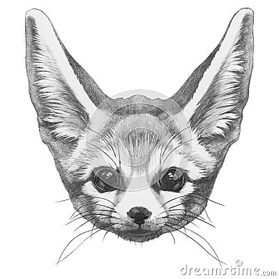 Original drawing of Fennec Fox. Stock Photo