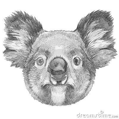 Original drawing of Koala. Stock Photo