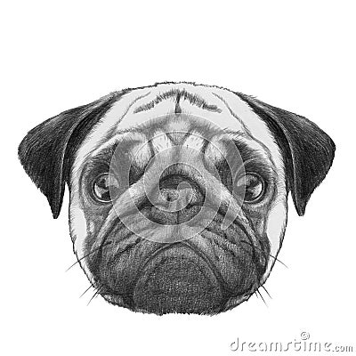 Original drawing of Pug Dog. Stock Photo