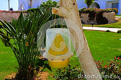 The original ecological trap for flies of yellow plastic hangs on a tree against a background of greenery Stock Photo