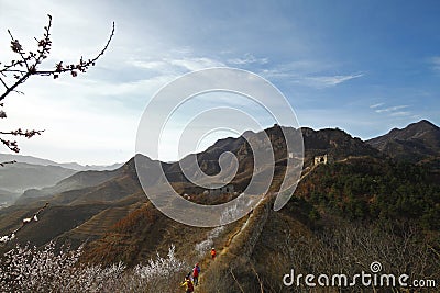 The original ecological wall of full of apricot flowers Stock Photo