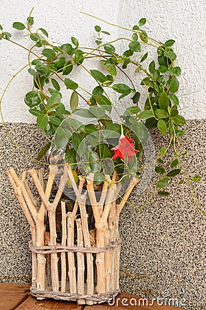 Original flowerpot with mandevilla Stock Photo