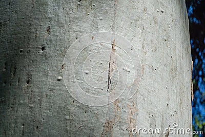 Original gray bark texture trunk of Eucalyptus tree or gum tree growing in Arboretum Park Southern Cultures in Sirius Adler Stock Photo