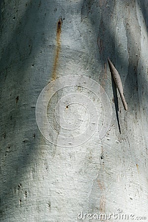 Original gray bark texture trunk of Eucalyptus tree or gum tree growing in Arboretum Park Southern Cultures in Sirius Adler Sochi Stock Photo