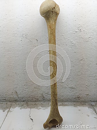 Original human humerus bone Stock Photo