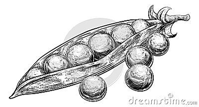 Peas Garden Green Sweet and Pod Vintage Woodcut Vector Illustration