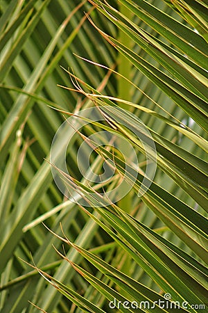 Original interesting abstract background with green palm leaf in close-up Stock Photo