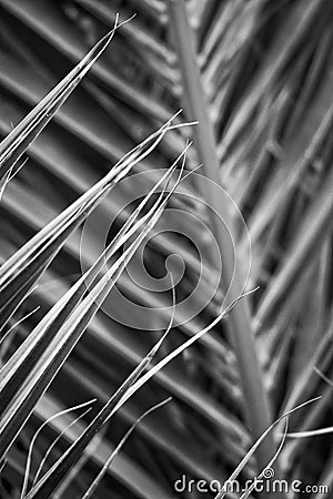 Original interesting abstract background with green palm leaf in close-up Stock Photo