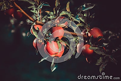 Original night shot of apple-trees branch full of riped red apples Stock Photo