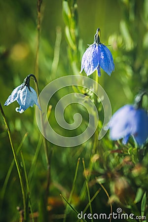 Flower natural plant beautiful grass Stock Photo