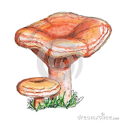 Original red pine mushroom isolated on white background Cartoon Illustration