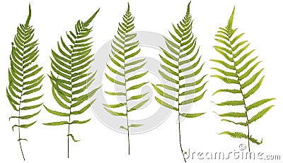 Original size full frame of the collected Leaf fern isolated on Stock Photo