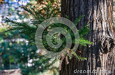 Original striped texture trunk old Cryptomeria japonica Elegans tree Japanese Sugi pine (Japanese cedar) Stock Photo
