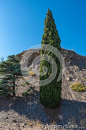 Original tall slender cypress against the background of a cliff and blue sky, Crimea Stock Photo