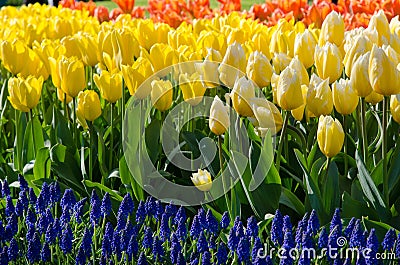 The original texture of a large number of tulips in the colors o Stock Photo