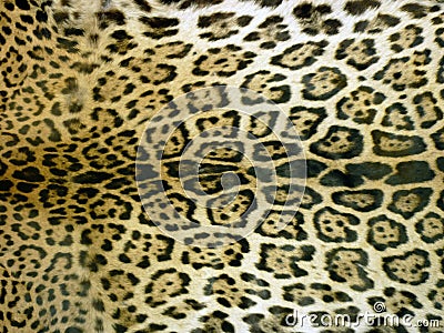 ORIGINAL TIGER LEATHER Stock Photo