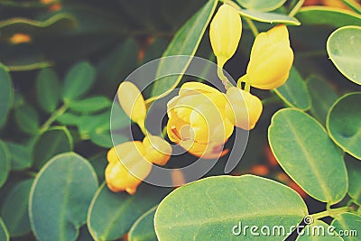 Original yellow blooming bush in the garden with green leaves beautiful blueberry bush in the garden with green leaves Stock Photo