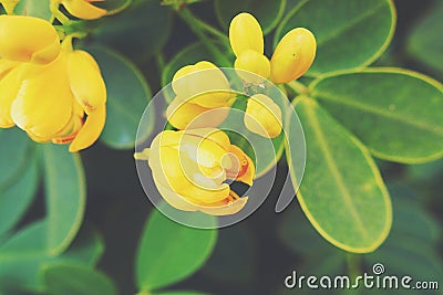 Original yellow blooming bush in the garden with green leaves beautiful blueberry bush in the garden with green leaves Stock Photo