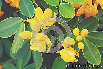 Original yellow blooming bush in the garden with green leaves beautiful blueberry bush in the garden with green leaves Stock Photo