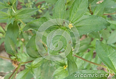 Original yellow Daisy plant with flower Stock Photo