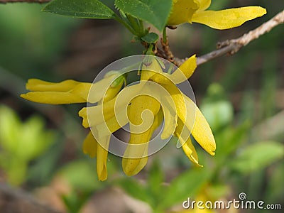 Original Yellow Forsythia flowers close up. Stock Photo