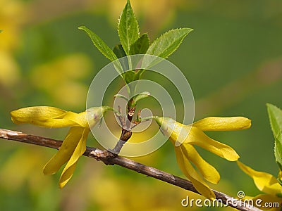 Original Yellow Forsythia flowers close up. Stock Photo